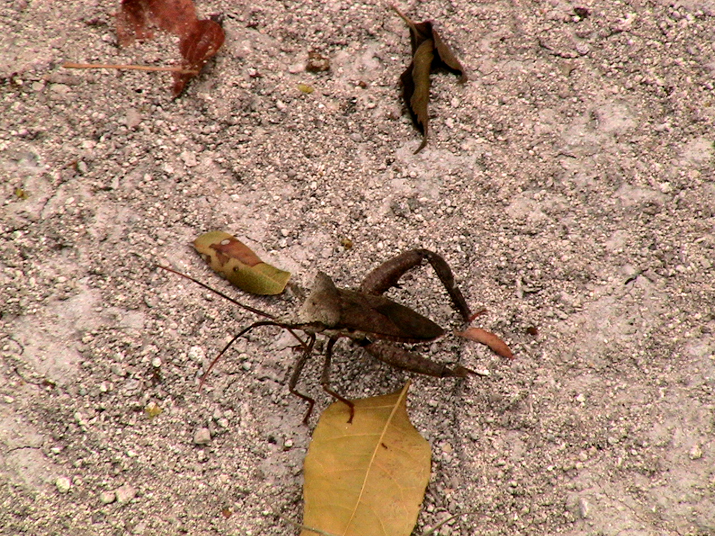 0704 calakmul 06.jpg